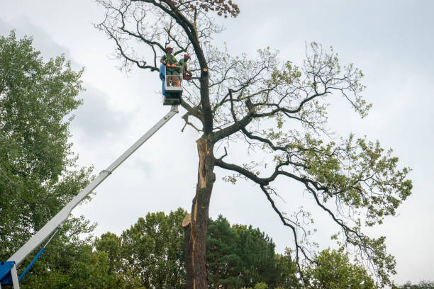 Professional  Tree Services in Homeland, GA